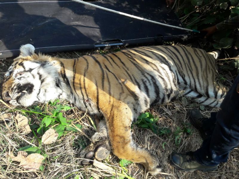 After all, the death of the tiger due to lack of treatment, the beating of Wagha, which took place during a delayed forest department | अखेर उपचाराअभावी त्या वाघाचा मृत्यू, वनविभागाच्या उदासीनतेनं घेतला वाघाचा बळी