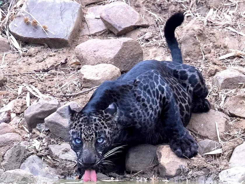 A heartwarming sighting of a black leopard at Tadoba Sanctuary | Tadoba: ताडोबा अभयारण्यात काळ्या बिबट्याचे मनसोक्त दर्शन