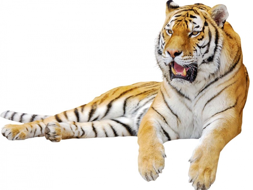Challenge of saving tiger | वाघ वाचविण्याचे आव्हान