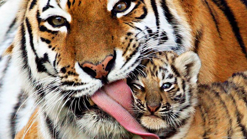 Tiger population increases by 5% in five years: forest department claims | पाच वर्षात राज्यातील वाघांच्या संख्येत ६४ टक्यांनी वाढ : वनविभागाचा दावा