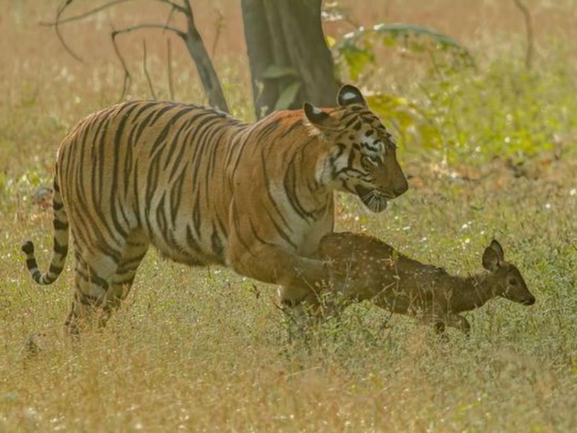 Tigers orange colour confuse prey green says scientist and reveal why are tigers orange | वाघ हरणाची शिकार सहजपणे कशी करू शकतो?, वैज्ञानिकांनी सांगितलं याचं सीक्रेट 