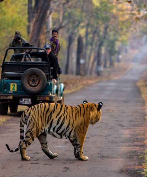 Start tourism of the tiger project in the state | राज्यातील व्याघ्र प्रकल्पाचे पर्यटन सुरू करा