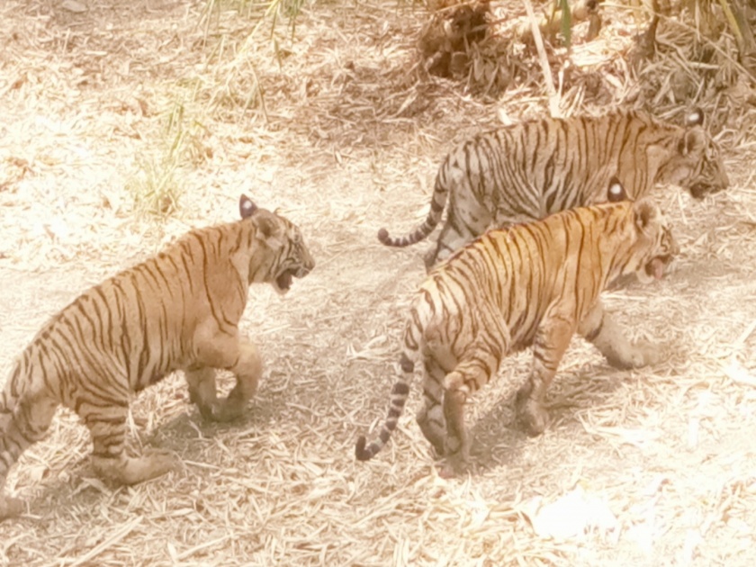 tourist come to see tigers of pune's animal park | गुरु,सार्थक व आकाशला पाहायला पर्यटकांची गर्दी