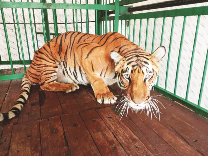 'Samruddhi' tigress at Siddharth Udyan Zoological Museum has deteriorated | सिद्धार्थ उद्यानाच्या प्राणी संग्रहालयातील ‘समृद्धी’ वाघिणीची प्रकृती खालावली