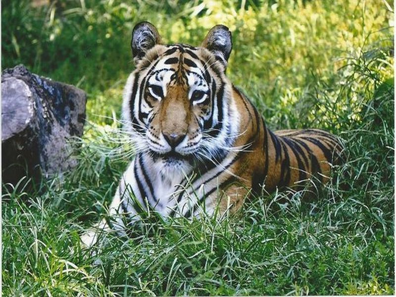 Filing of criminal complaint against tiger; One arrested | वाघाच्या शिकारीसंदर्भात गुन्हे दाखल; एकाला अटक