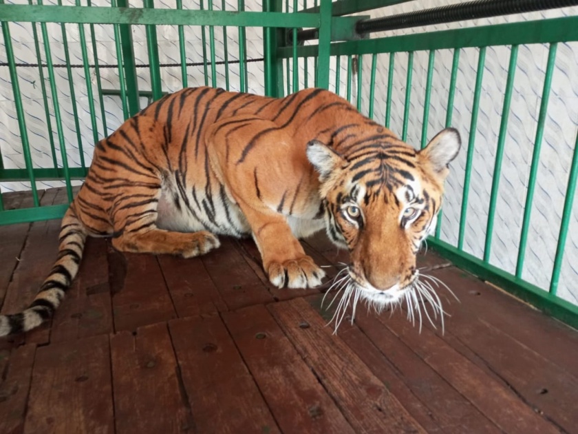 Sad! Samrudhi tigress of Siddharth Zoo breathed her last in Chhatrapati Sambhajinagar | दुखद! सिद्धार्थ प्राणीसंग्रहालयातील समृद्धी वाघिणीने घेतला अखेरचा श्वास