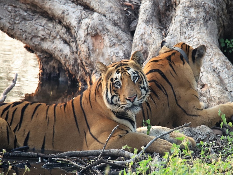 Do you give shelter to 220 tigers in Chandrapur district? | चंद्रपूर जिल्ह्यातील २२० वाघांना घर देता का घर ?