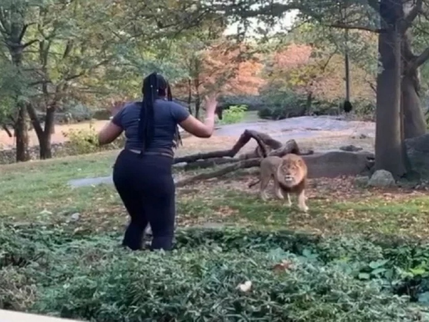 Woman caught on camera taunting lion at bronx zoo video viral | Video : थेट सिंहासमोर उभी राहून त्याला चिडवू लागली ही बया आणि...