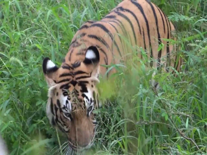 view of the Tiger For the first time in the Mole Park in Goa | गोव्यातील मोले अभयारण्यात प्रथमच पट्टेरी वाघाचे दर्शन