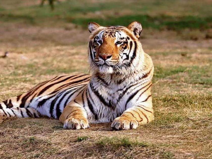 How many tigers are left in Maharashtra? Statistics of tiger census announced, neighboring states again ahead... | महाराष्ट्रात वाघ किती उरलेत? व्याघ्रगणनेची आकडेवारी जाहीर, शेजारची राज्ये पुन्हा पुढे...