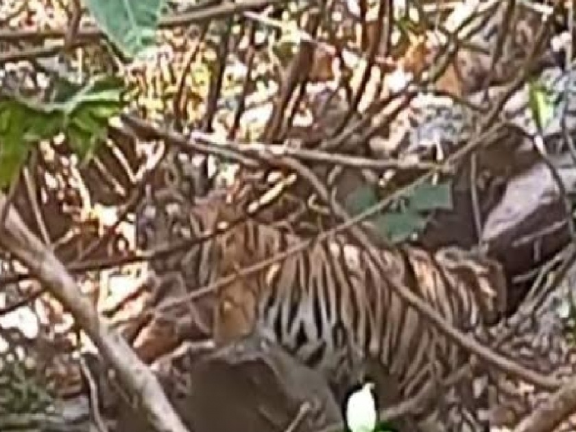 A striped tiger was found in the rocky Dodamarg road in Sindhudurg | Sindhudurg: दोडामार्ग परिसरात दिवसाढवळ्या आढळला पट्टेरी वाघ