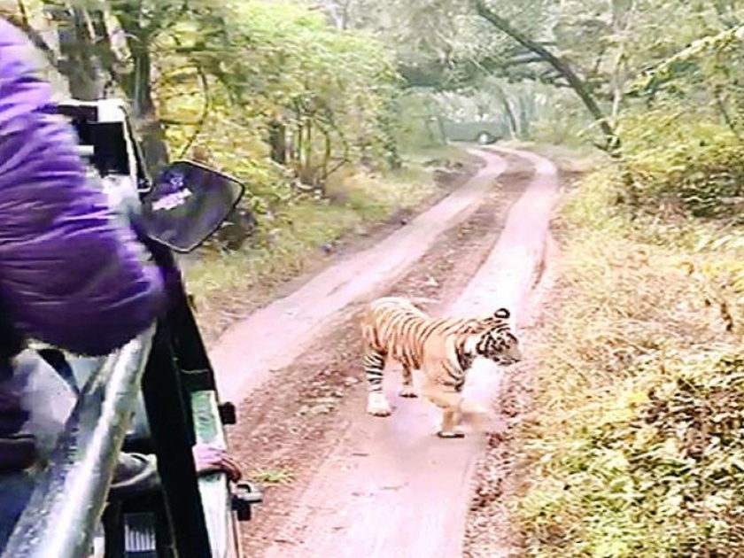VIDEO- Tigress charges at tourist vehicle at Ranthambore Park in Rajasthan | VIDEO- ...अन् वाघानं पाठलाग करत 'त्या' गाडीलाच खिंडीत गाठलं
