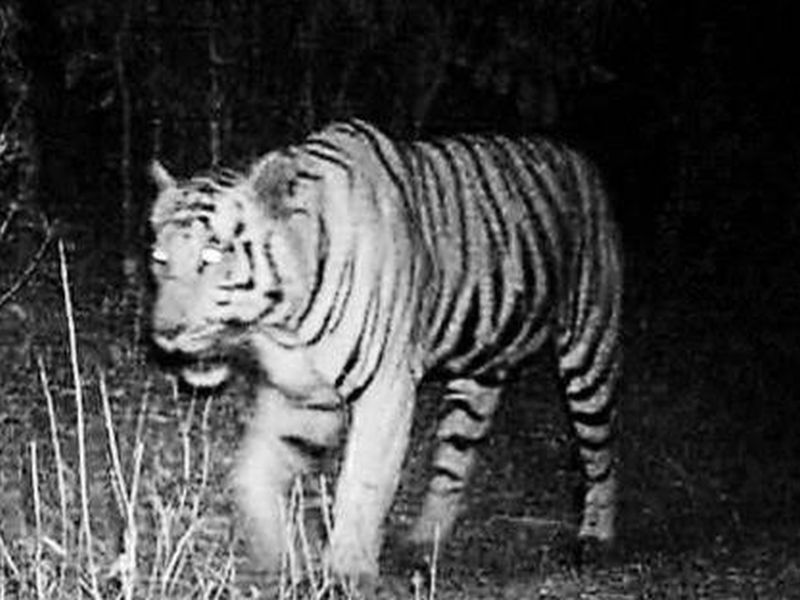 The tiger in Mihan has been hidden for fifteen days | मिहानमधील वाघाची पंधरा दिवसांपासून लपाछपी 