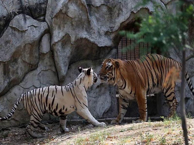love story of royal bengal and a white tigress in delhi zoo | दिल्लीच्या प्राणीसंग्रहालयातील अनोखी लव्ह स्टोरी