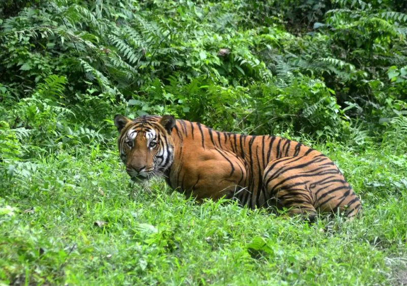 Farmers killed in tiger attack | नरभक्षक वाघाच्या हल्ल्यात शेतकरी ठार