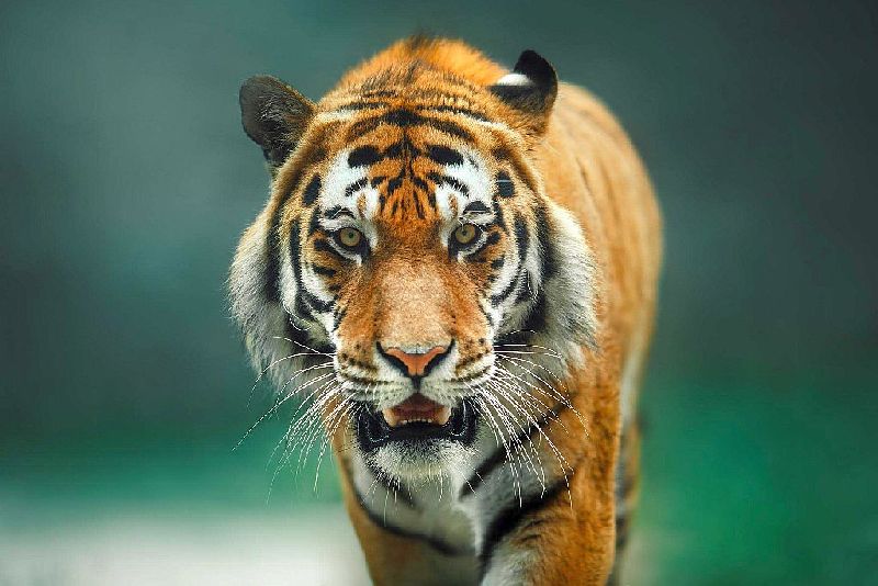 A laborer who went to collect tendu leaves was killed by a tiger | तेंदूपत्ता संकलनासाठी गेलेल्या मजुराला वाघाने केले ठार