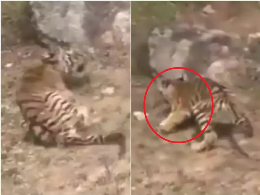 Tiger Cubs | Sioni Madhya Pradesh | Villagers pelted stones and injured tiger cubs in Seoni dist | Shocking Video : लाजिरवाणी घटना; पाणी प्यायला आलेल्या वाघांच्या पिलांवर गावकऱ्यांचा हल्ला, दगड मारुन तोडले पाय