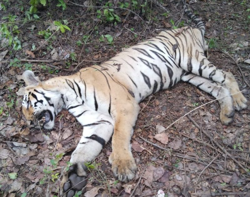 Tiger dies in Sonkhas Shivara in Barshitakali taluka | बार्शिटाकळी तालुक्यातील सोनखास शिवारात वाघाचा मृत्यू