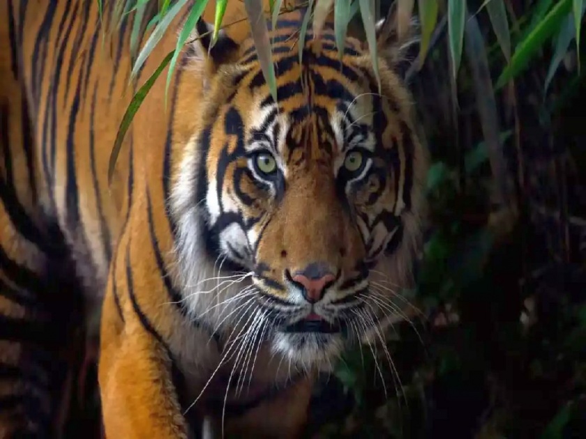 Farmer killed in tiger attack, Eight people have been killed in a tiger attack in the Wadsa (Desaiganj) forest area in six months this year | वाघाच्या हल्ल्यात शेतकरी ठार; सलग व्याघ्रबळींनी आरमोरी तालुका हादरला