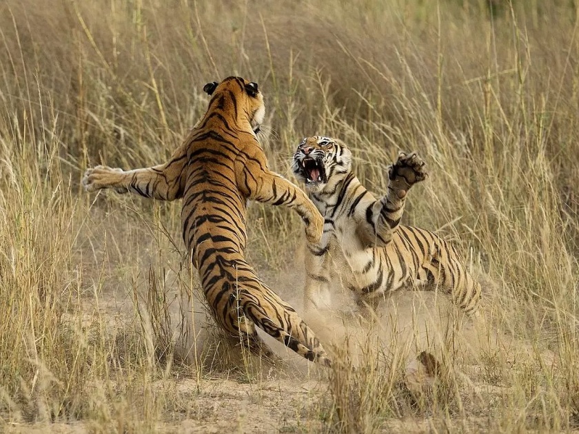 Two tigers fight over hunting, one dies, incident in Vairat forest of Melghat Tiger Reserve | Chikhaldara: शिकारीवरून दोन वाघांची झुंज, एकाचा मृत्यू,मेळघाट व्याघ्र प्रकल्पाच्या वैराट जंगलातील घटना