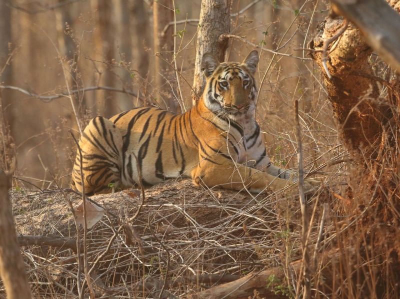 A hunter's trap got stuck in the neck of a tiger in Tipeshwar Sanctuary | टिपेश्वर अभयारण्यातील वाघाच्या गळ्यात अडकला शिकारीचा फास