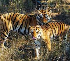 Tigers numbers are increasing in Melghat | मेळघाटातील वाघांचा संचार वाढतोय!