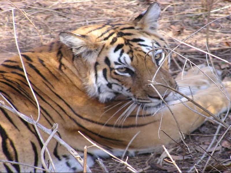  Tigers panic on second day in Shishan Rasulapur area | शिवणी रसुलापूर परिसरात दुस-या दिवशीही वाघाची दहशत