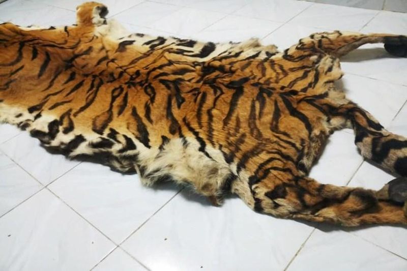 Forest department reviews tiger skin with wildlife products: high-level orders | व्याघ्रचर्मासह वन्यजीवनिर्मित वस्तूंचा वन विभाग घेणार आढावा : उच्चस्तरीय आदेश