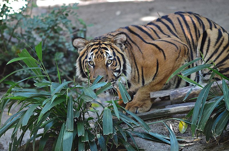 After the death of forest ranger Swati, the Tadoba-Dark Tiger Project finally decided to have a strength of 20 people. | वनरक्षक स्वातीच्या मृत्यूनंतर अखेर ताडोबा -अंधारी व्याघ्र प्रकल्पाने ठरविले २० व्यक्तींचे संख्याबळ