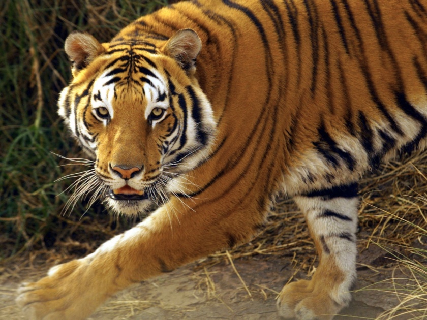 Maneater tigress again got one week life | नरभक्षक वाघिणीला पुन्हा आठवडाभर जीवनदान