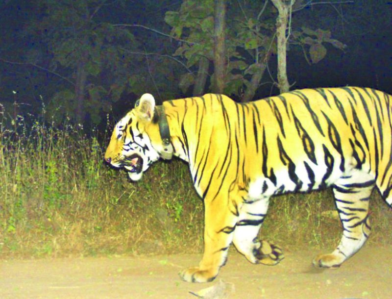 Tigress will Enter in Gyanganga Sanctuary after removing dangers! | धोके दुर केल्यानंतर ज्ञानगंगा अभयारण्यात सोडणार वाघीण!