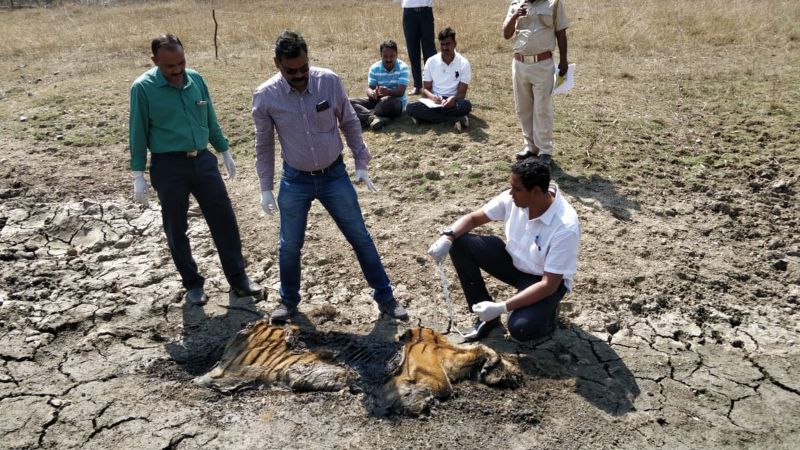 Tigress dead raze in mud | गाळात फसून वाघिणीचा मृत्यू