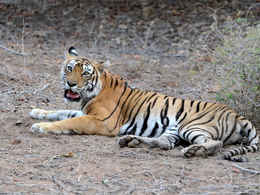 Yavatmal district's maneater tigress not to kill till Tuesday | यवतमाळ जिल्ह्यातील नरभक्षक वाघिणीला मंगळवारपर्यंत अभय