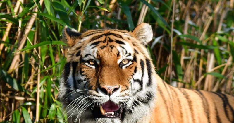 Notice of High Court to National Tiger Promotion Authority | राष्ट्रीय व्याघ्र संवर्धन प्राधिकरणला हायकोर्टाची नोटीस