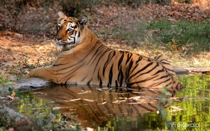 Tigress will get a partner in Maharaj Bagh | महाराज बागेतील वाघिणीला मिळणार जोडीदार