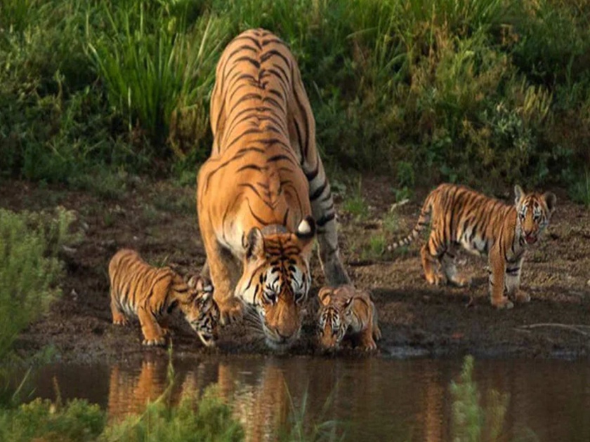 Collarwali Tigress Who Gave Birth To 29 Cubs Dies In Madhya Pradesh | मध्य प्रदेशातील पेंचच्या प्रसिद्ध ‘कॉलरवाली’ वाघिणीचा मृत्यू