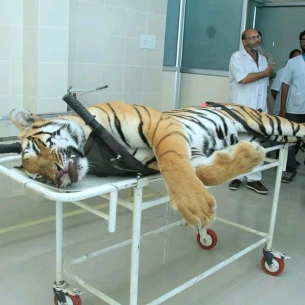 The man eater tigress Avani gave fire in Nagpur | नरभक्षी वाघिण अवनीला नागपुरात दिला अग्नी