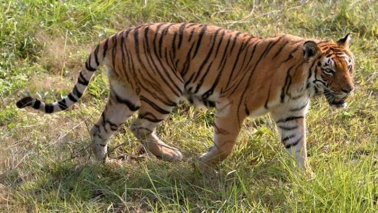 Search operation for the Tigress: Forest department fitted cameras | वाघिणीसाठी जामठ्यात सर्च आॅपरेशन : वन विभागाने लावले कॅमेरे