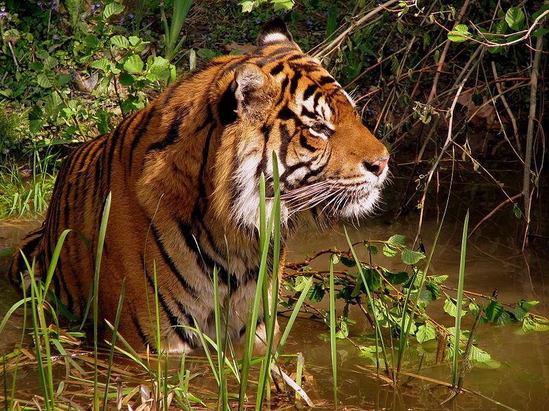 Concerns about 'NTCA' regarding tiger conservation | व्याघ्र संरक्षणाबाबत ‘एनटीसीए’त चिंता
