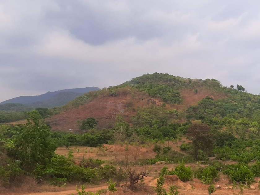 Deforestation in a shared area in Ainode | तिलारी धरण क्षेत्रातील आयनोडे सामायिक क्षेत्रात वृक्षतोड