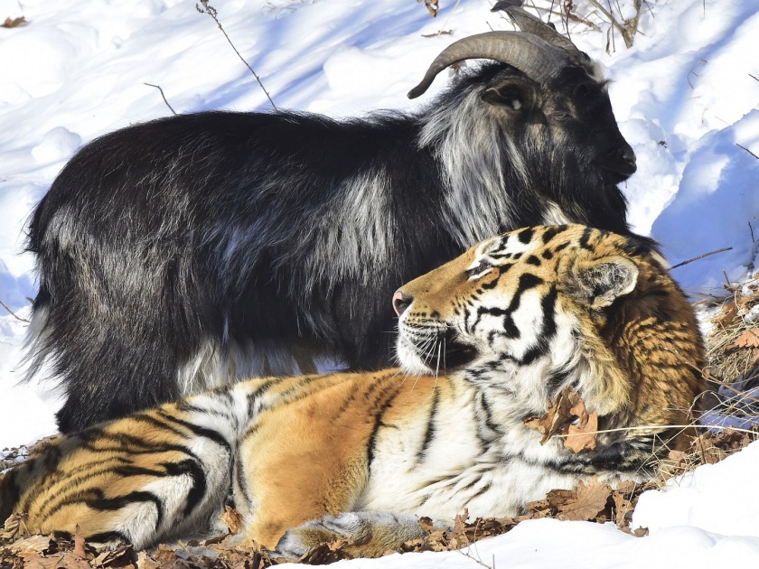 Russian Goat Timur who made unlikely friends with Tiger Amur dies | वाघ आणि बकऱ्याची प्रसिद्ध दोस्ती तुटली, वाघाच्या हल्ल्यात जखमी तिमूरचा मृत्यू!
