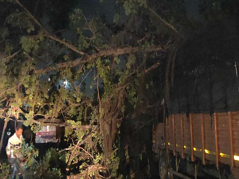 Three hundred years ago a tree fell on Chakan-Talegaon road, traffic jammed | चाकण-तळेगाव रस्त्यावर तीनशे वर्षापूर्वीचे झाड पडले, वाहतूक ठप्प 