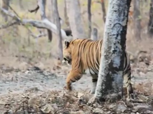 Visitation of a very strong 'star' tiger in Tipeshwar Sanctuary | टिपेश्वर अभयारण्यात अतिशय तगड्या 'स्टार' या वाघाचे  दर्शन