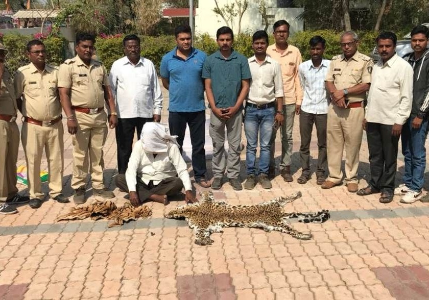 Tiger and leopard skin were seized from Melghat forest in Amravati district | अमरावती जिल्ह्यातील मेळघाट जंगलातून वाघ, बिबटाचे कातडे जप्त