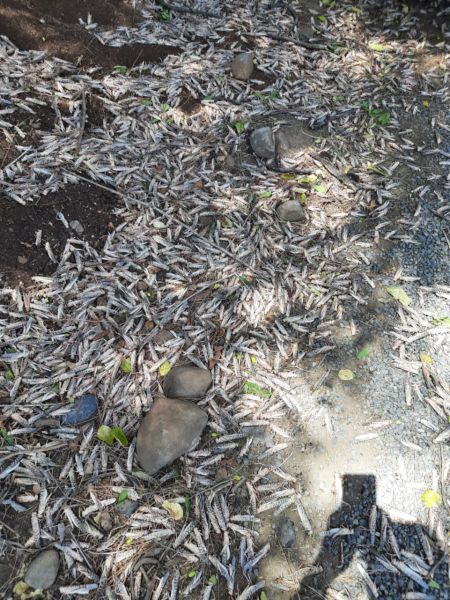 Locust infestation in Nagpur district: Katol, Savner, Mouda sub-divisions affected | नागपूर जिल्ह्यात ‘टोळ’चा धुमाकूळ : काटोल, सावनेर, मौदा उपविभाग प्रभावित