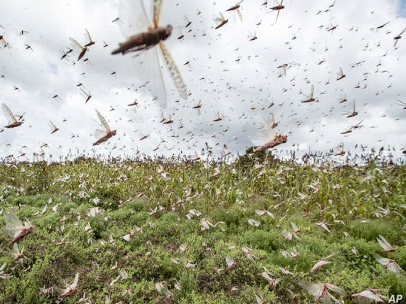 Locusts move in the direction of the wind! | वाऱ्याच्या दिशेनुसार फिरते टोळधाड !