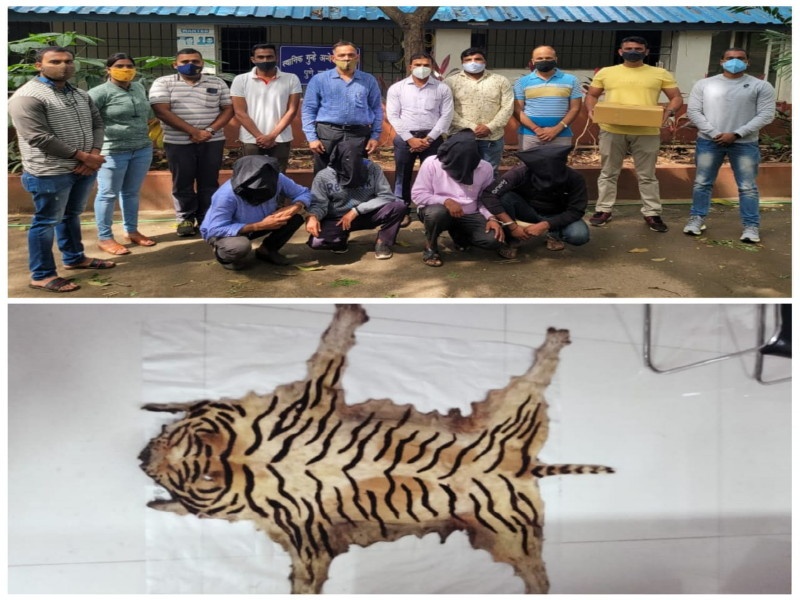 4 arrested for selling Patteri tiger skin at Sarola on Pune-Satara highway | पुणे - सातारा महामार्गावरील सारोळा येथे पट्टेरी वाघाच्या कातड्याची विक्री करणारे ४ जण जेरबंद