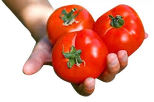Tomato sellers earn 100 percent profit | टोमॅटो विक्रेते कमावतायत १०० टक्के नफा