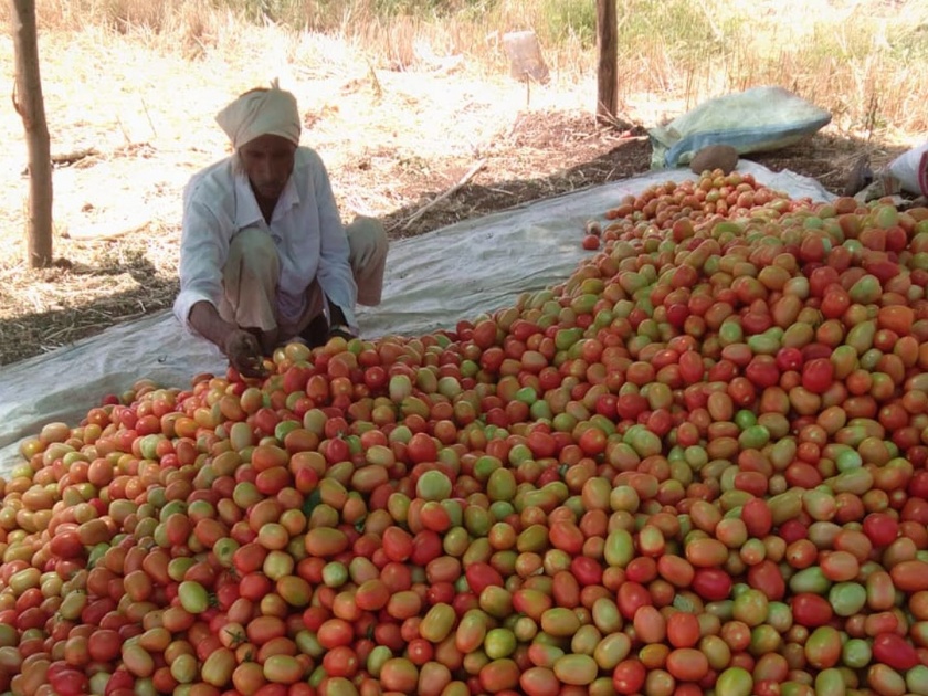 tomato farming success story farmer earns 13 lakh | Video - जामदराच्या शेतकऱ्यांची किमया, टोमॅटोतून 13 लाखांचे उत्पन्न