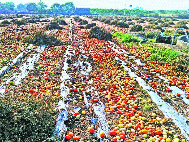 Tomato bag poured into the field | टोमॅटोबाग शेतातच टाकली उपटून